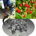 Load image into Gallery viewer, Soil Vigor® Large Granules – potassium-based water-storing crystals improving moisture retention for strawberries