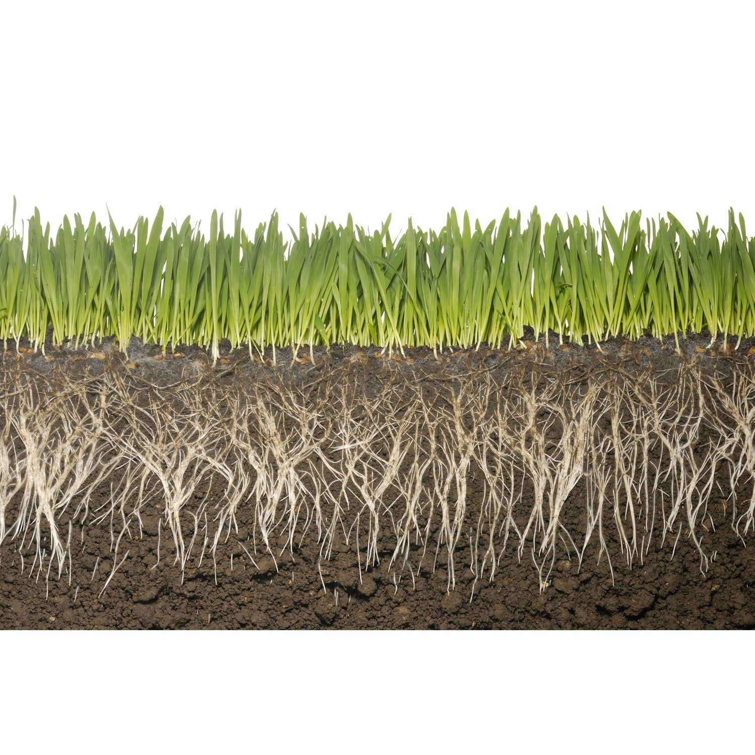 40 lb Soil Vigor® – 5–10 Mesh Potassium Polyacrylate Crystals for Water Retention