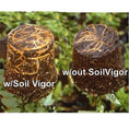 Load image into Gallery viewer, Comparison of plant roots with and without Soil Vigor Large Granules highlighting enhanced growth.