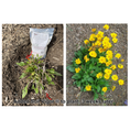 Load image into Gallery viewer, Image showing added Soil Vigor Large Granules to plant, with vibrant flowers after 3 weeks of growth.