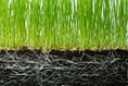 Load image into Gallery viewer, Soil Vigor Fine Granules Water Storing Crystals for Plant under grass and soil showing healthy root growth.
