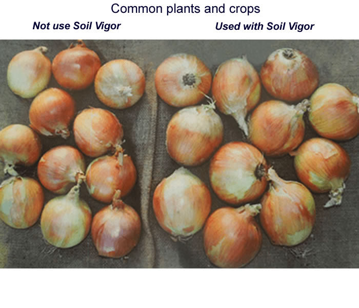 20 lb Soil Vigor® Fine Potassium Polymer Bag – For Water Retention & Soil Health