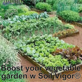 Load image into Gallery viewer, A lush vegetable garden showcasing healthy plants, enhanced with Soil Vigor Large Granules for optimal hydration.