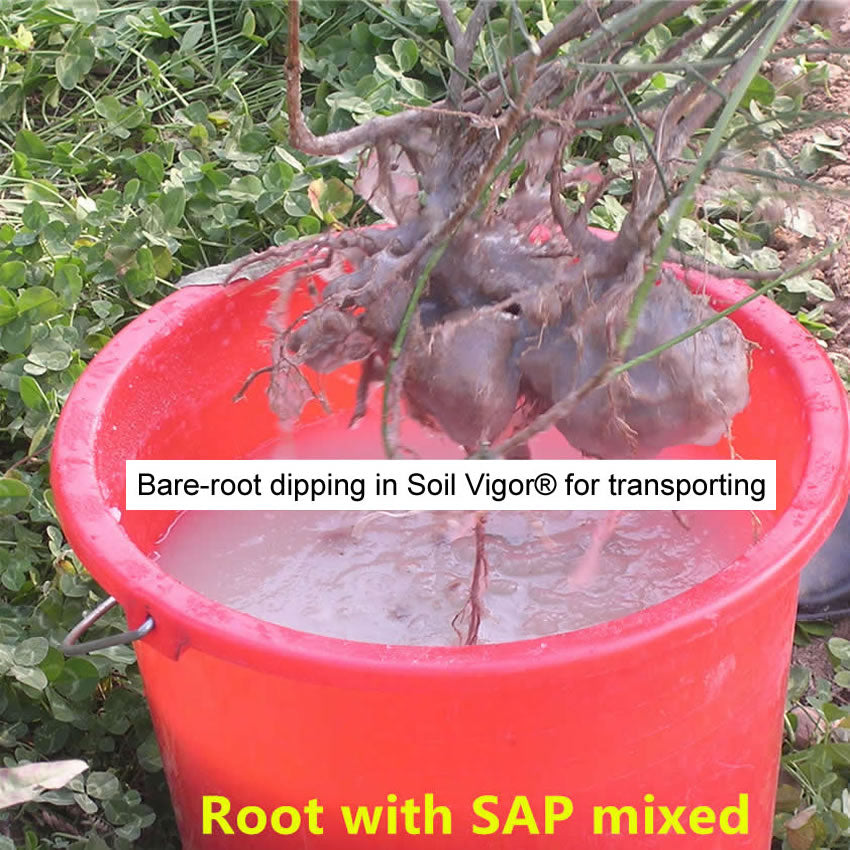 Soil Vigor® Fine SAP Granules – Boost Soil Moisture & Root Health – 5 lb