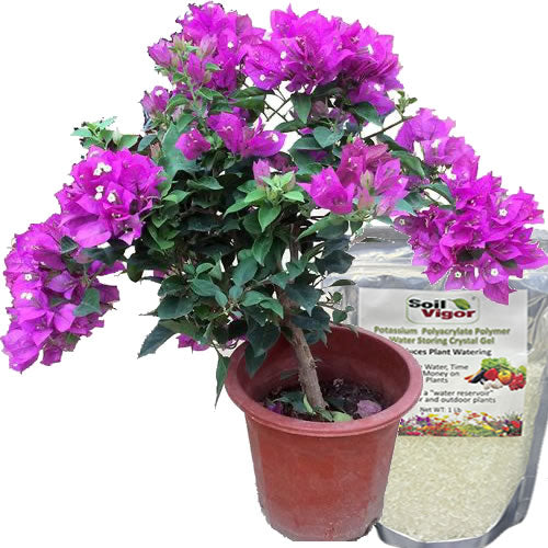 Soil Vigor® 5-10 Mesh Potassium Polymer Crystals for Garden – 45 lb