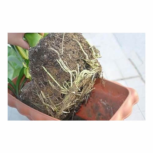 Soil Vigor® Fine Granules – Water-Storing Crystals for Lawns & Garden Beds