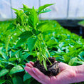 Load image into Gallery viewer, Soil Vigor® Fine Potassium Polymer Granules for Soil Vitality Boost – 40 lb
