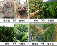Load image into Gallery viewer, Soil Vigor® Fine Potassium Polymer Granules for Soil Vitality Boost – 40 lb
