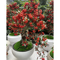 Load image into Gallery viewer, Soil Vigor® Fine Potassium Polymer Granules for Soil Vitality Boost – 40 lb
