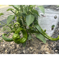Load image into Gallery viewer, Soil Vigor® 5-10 Mesh Potassium Polymer Crystals for Garden – 40 lb
