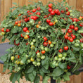 Load image into Gallery viewer, SOIL VIGOR: 5-10 MESH ( LARGE SIZE ), 20 LBS.

