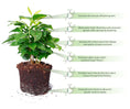 Load image into Gallery viewer, Soil Vigor® Fine Granules – Water-Storing Crystals for Lawns & Garden Beds
