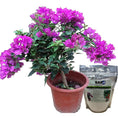 Load image into Gallery viewer, SAP Super Absorbent Polymer Soil Moisturizer™ – 5 lb Bag for Home Gardens & Plants

