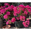Load image into Gallery viewer, Soil Vigor® Fine SAP Granules – Boost Soil Moisture & Root Health – 5 lb
