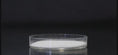 Load and play video in Gallery viewer, 5 lb Bulk Bag of Super Absorbent Diaper Polymer Crystals
