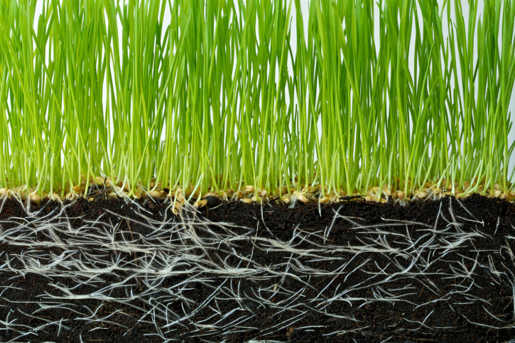 Soil Vigor Fine Granules Water Storing Crystals for Plant under grass and soil showing healthy root growth.