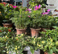 Load image into Gallery viewer, 2 Lb Soil Vigor® Fine Granules – Water-Storing Crystals for Lush Lawns & Gardens
