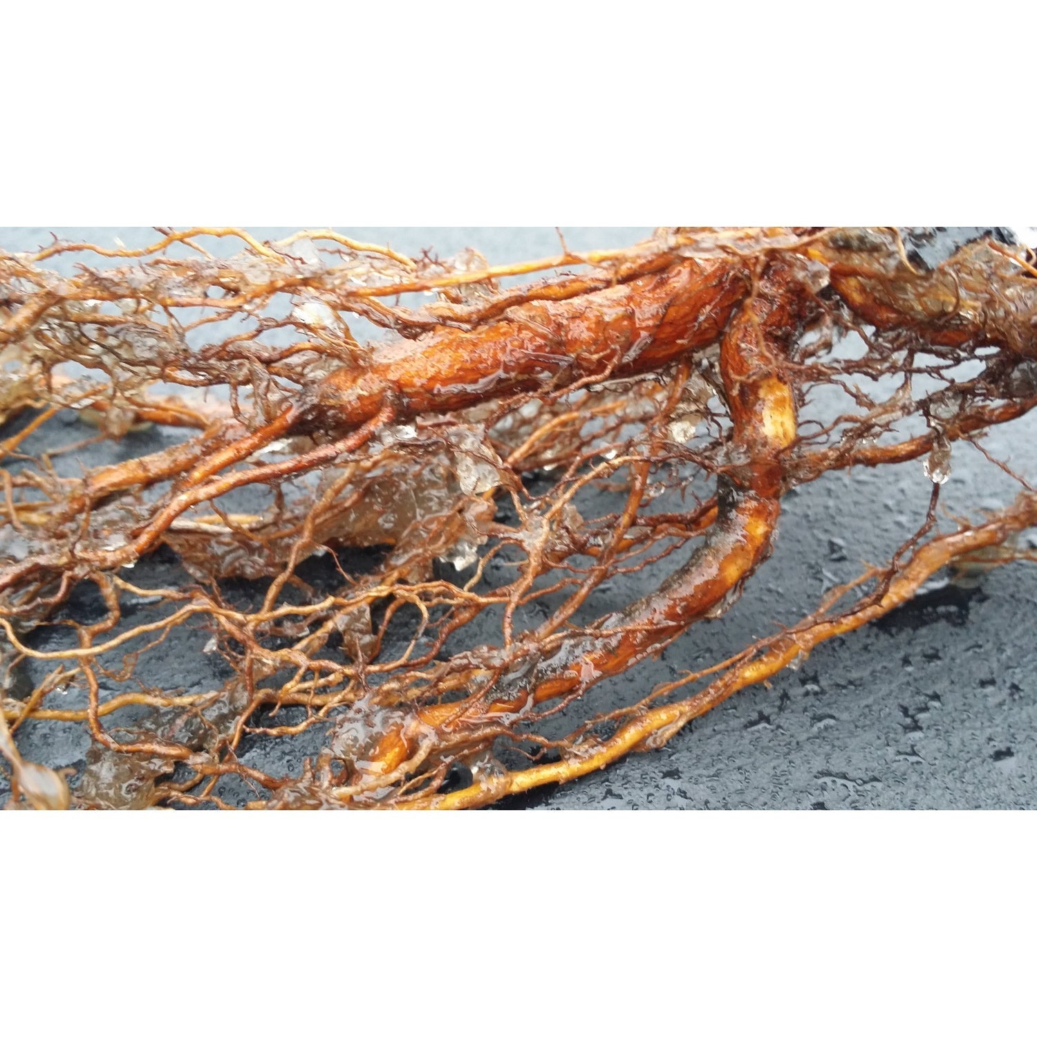 Soil Vigor® Fine Potassium Polymer Granules for Soil Vitality Boost – 40 lb