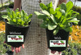 Load image into Gallery viewer, Soil Vigor® 5-10 Mesh Potassium Polymer Crystals for Garden – 20 lb
